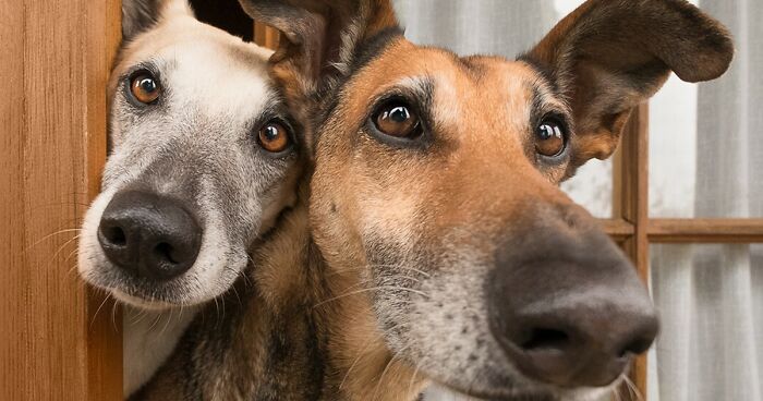 “Every Dog Is Unique”: 27 Portraits Filled With Character And Joy By Elke Vogelsang (New Pics)