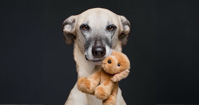 27 Dog Portraits Filled With Character And Joy By Elke Vogelsang (New Pics)