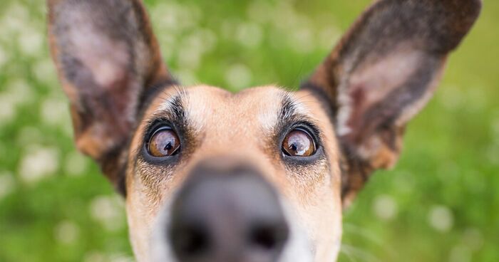 Gallery Of Dog Personalities Captured By Elke Vogelsang (27 New Pics)