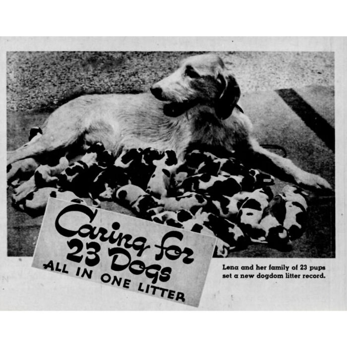 On June 19, 1944, W.n. Ely`s American Foxhound, Lena, Of Ambler, Pa., Gave Birth To 23 Healthy Puppies. It Was Her First Litter, And It Gave Her The World Record For The Largest Litter Of Puppies To Survive