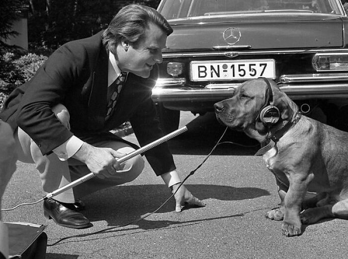 The TV Reporter Gerd Ruge Interviews Bastian, The English Basset Belonging To West German Chancellor Willy Brandt, In Front Of The West German Parliament In Bonn, Germany, On June 4, 1972