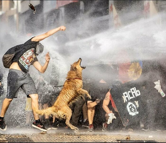 Photos Of Chilean Riot Dog Rucio Capucha. Rucio, A Stray Dog, Frequently Joined Protests, And Became A Target Of Deliberate Police Violence. After Being Injured By A Police Water Cannon During A Protest In Santiago, He Was Adopted By A Family