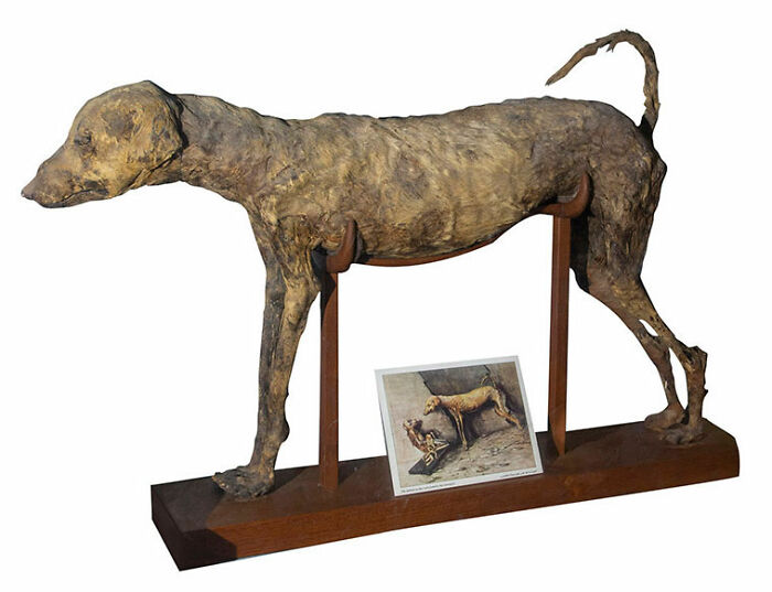 The Mummy Of A Hunting Dog, Displayed In The Egyptian Museum In Tahrir