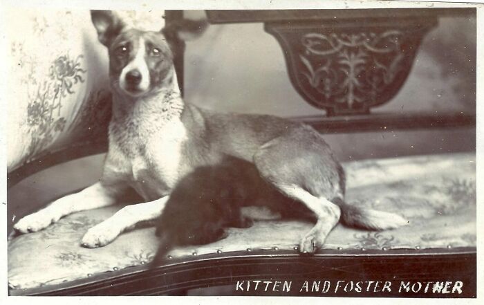 “Kitten And Foster Mother”⁣ Photo Postcard C. 1915