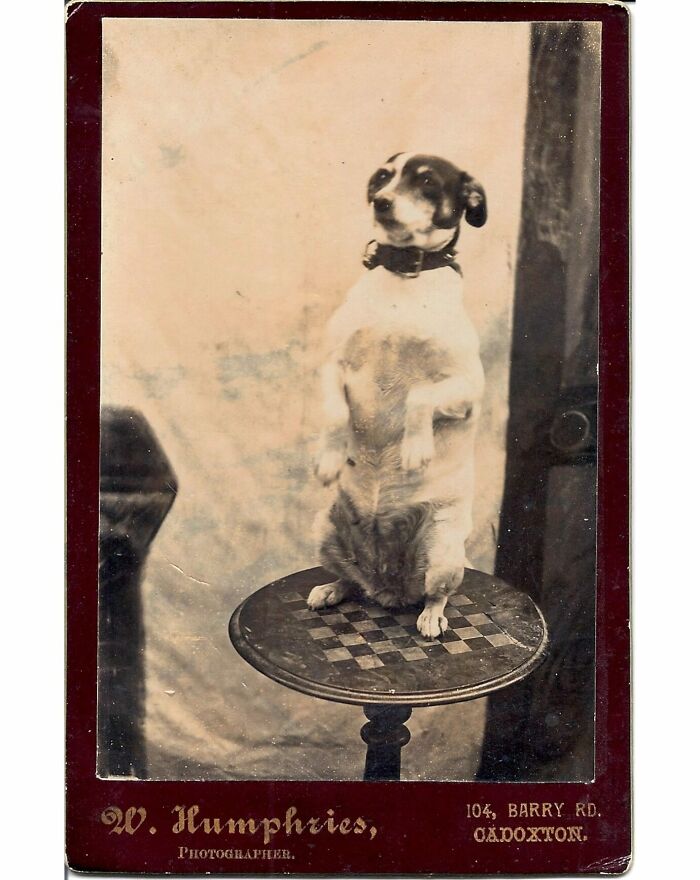 Cabinet Card Terrier C. 1890.⁣ Photo By W. Humphries