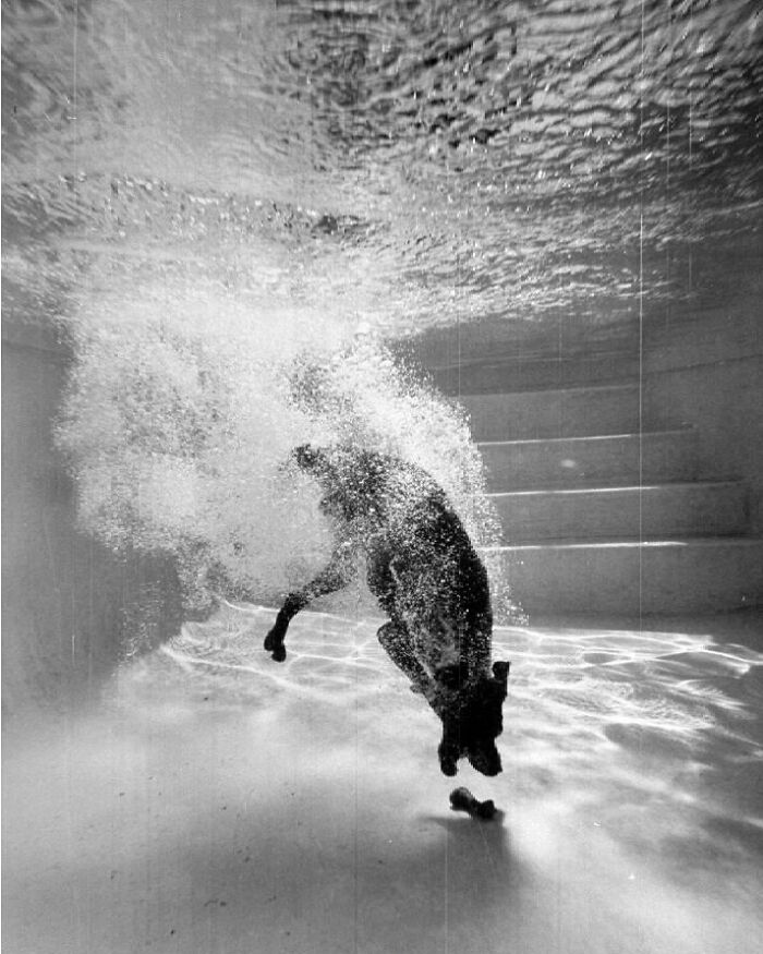 In 1966, Life Magazine Featured A Photo Essay About Bellybutton, A 3-Year-Old Shorthaired Pointer With Amazing Underwater Abilities. He Could Go As Deep As 20 Feet And Would Remain Submerged For Up To 15 Seconds