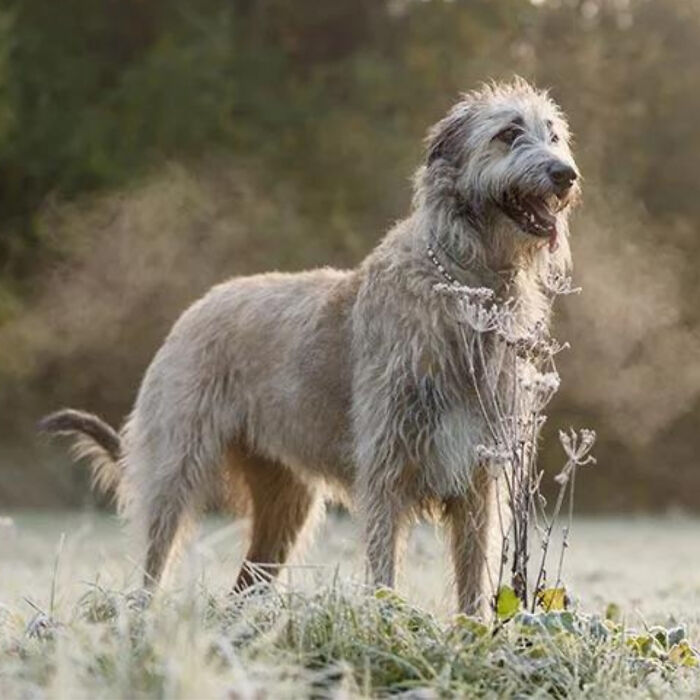 Irish Wolfhounds Were Documented In Rome As Early As 391 A.d