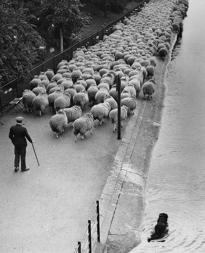 On March 16, 1938, Hyde Park’s Own Shepherd LED His Sheep Along The Serpentine Pathway To New Grazing Grounds Elsewhere In The London Park. His Dog Has Taken To The Water To Prevent The Sheep From Swimming Away