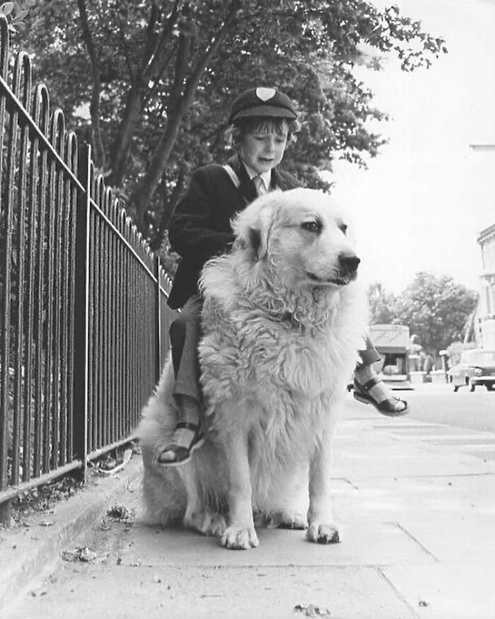 Gary Mead, Age 5, Rides His Pyrenean Mountain Dog The Half Mile To School Each Morning In Plumstead, London. 1960s