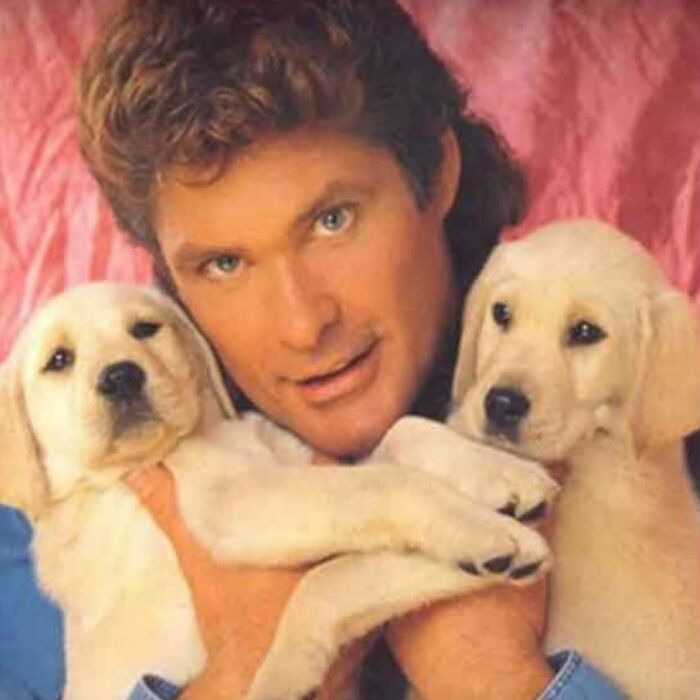 David Hasselhoff And Dogs