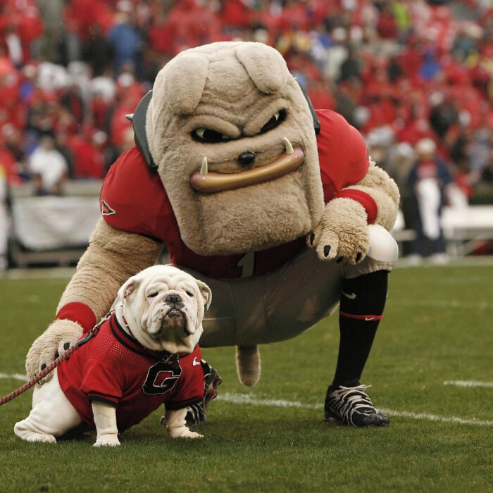 College Football Dog Mascot Uga, University Of Georgia⁣