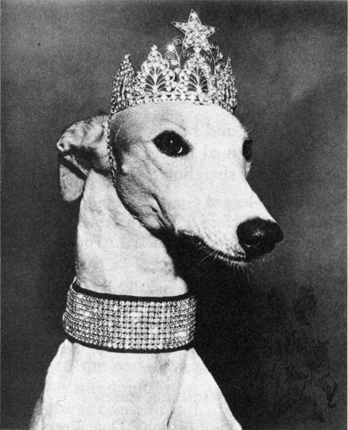 In 1963, Lady Greyhound Attended The New York World's Fair Where She Had Her Own Fashion Show And Handed Out Paw-Tographs