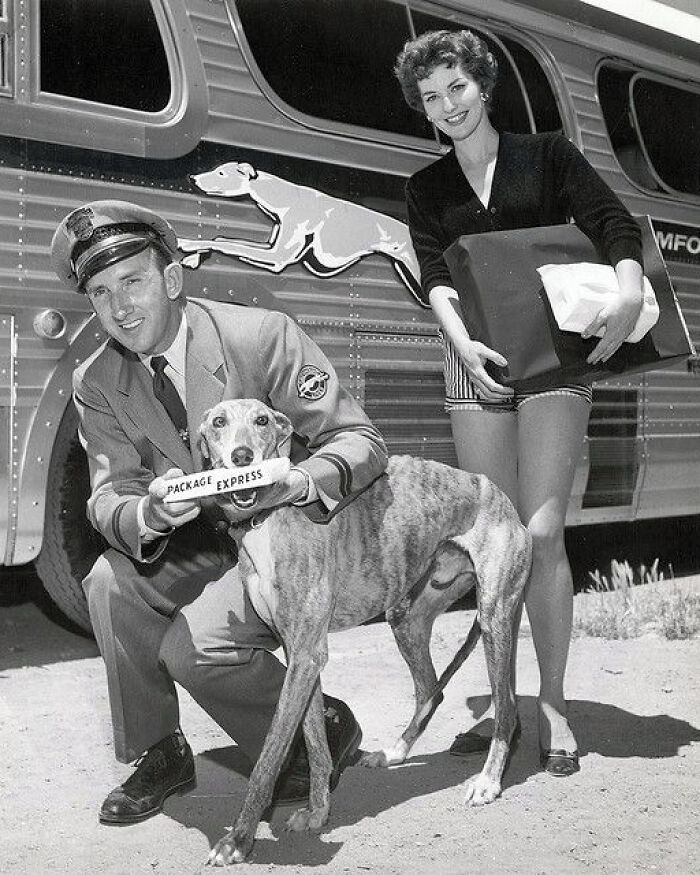 The Greyhound Bus Company Might Have Been Founded In 1914, But It Didn't Adopt The Greyhound Name Until 1929