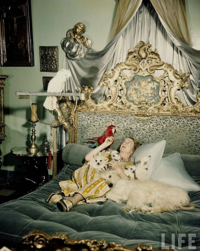 Countess Phyllis Della Faille De Leverghem, Photographed In 1950 By Jack Bims, Is Shown In The Bedroom Of Her Villa In Morocco, Reclining Amidst Her Numerous Chihuahuas, An Afghan Dog, And Her Parrots