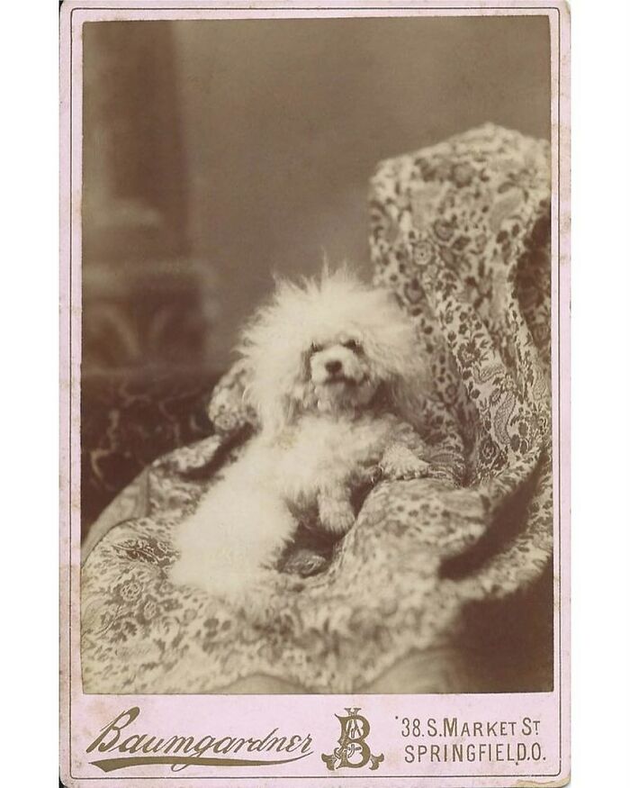 C.1880s Cabinet Card Of A White Poodle