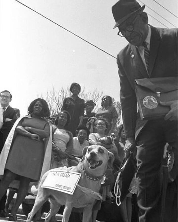 A Dog At The Funeral Of Martin Luther King Jr, Wearing A Sign That Reads "I Had A Dream, Amen, Amen." April 9, 1968