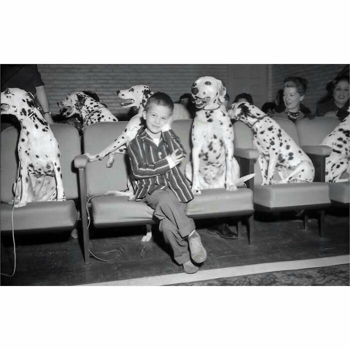 Wally Atkenson, 6 Years Old Of Palos Park, Ill. Sits Between Dogs Members Of The Chicagoland Dalmatian Club, Watching The Movie “One Hundred And One Dalmatians” In The 7th Fl. Screening Room Of The Chicago Theater. Feb. 7, 1961