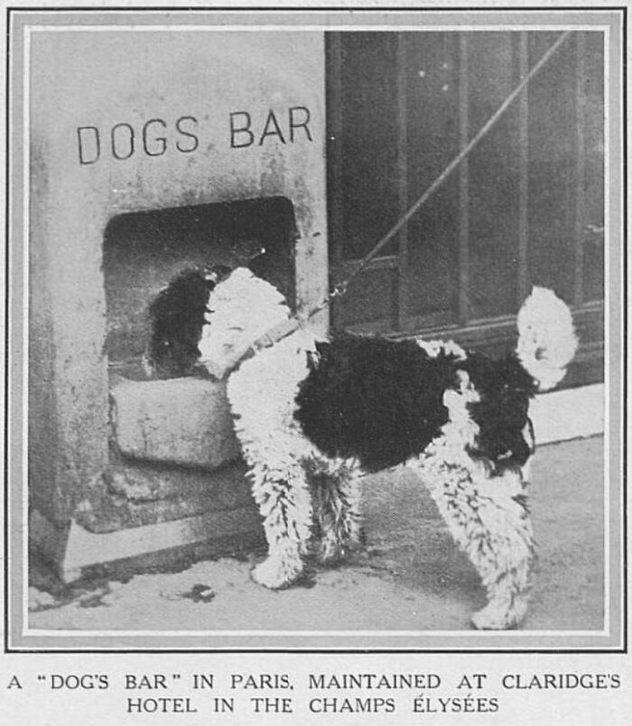 A "Dog's Bar" In Paris, Maintained At Claridge's Hotel In The Champs Élysées