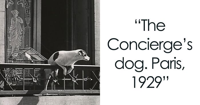 Paws Of Time: 90 Absolutely Adorable Photos Of Dogs Throughout History