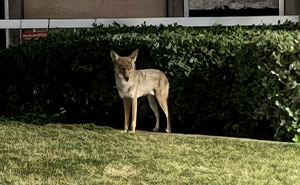 Woman Left Confused After Entitled Man Yells At Her To Put A Leash On Coyote