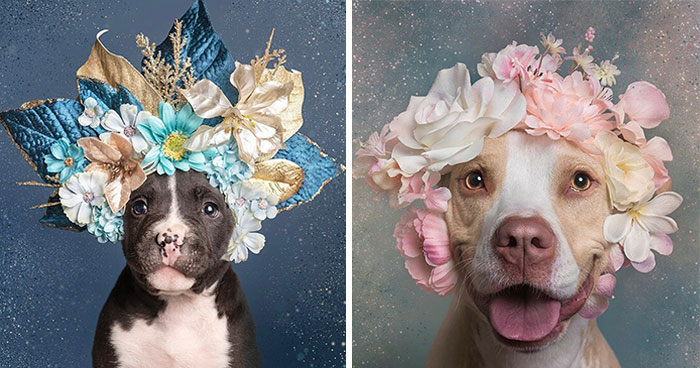 Gentle Side Of Pit Bulls: 30 Photos Encouraging People To Adopt Misunderstood Breed, By This Artist (New Pics)