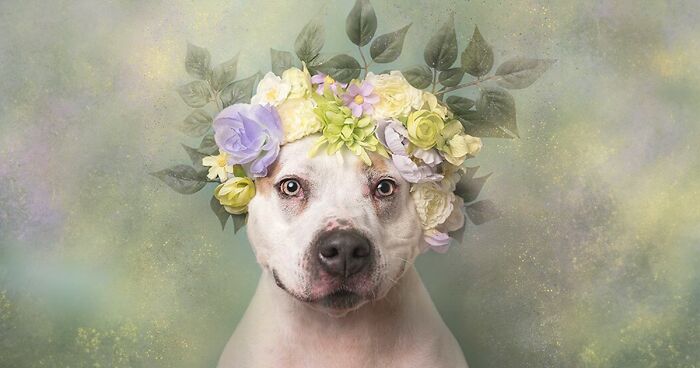 “Pit Bull Flower Power”: 39 Photos Challenging Stereotypes And Promoting Adoption, By This Artist (New Pics)