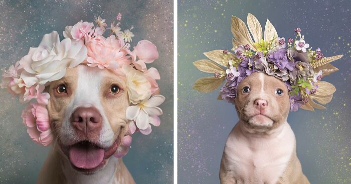 Gentle Side Of Pit Bulls: 30 Photos Encouraging People To Adopt Misunderstood Breed, By This Artist (New Pics)