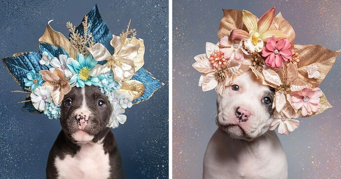 “Pit Bull Flower Power”: 39 Photos Encouraging Adoption Of Misunderstood Breed By This Artist