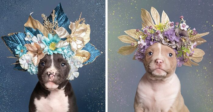 Gentle Side Of Pit Bulls: 30 Photos Encouraging People To Adopt Misunderstood Breed, By This Artist (New Pics)