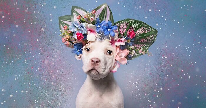 Artist's 39 Photos Of Adorably Sweet Pit Bulls Wearing Flower Crowns Encouraging People To Adopt (New Pics)