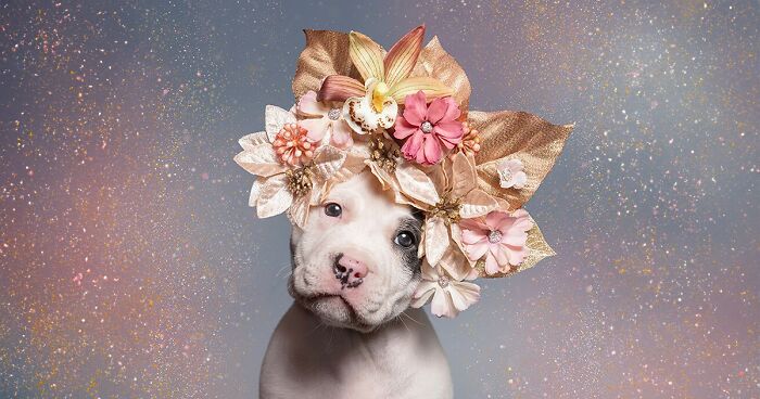 Gentle Side Of Pit Bulls: 30 Photos Encouraging People To Adopt Misunderstood Breed, By This Artist (New Pics)