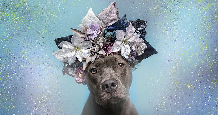 Gentle Side Of Pit Bulls: 30 Photos Encouraging People To Adopt Misunderstood Breed, By This Artist (New Pics)