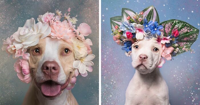 39 Photos Encouraging Adoption Of Misunderstood Sweet Pit Bulls By This Artist (New Pics)