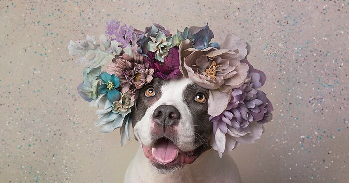 “He Isn’t A Pit Bull, He Is A Flower Dog!”: 39 Photos Changing Perception One Person At A Time (New Pics)