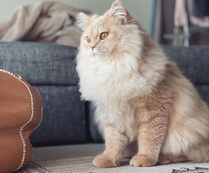 RagaMuffin sitting on the carpet