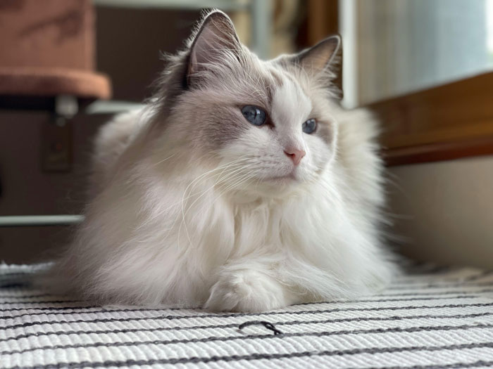 close up view of Ragdoll cat