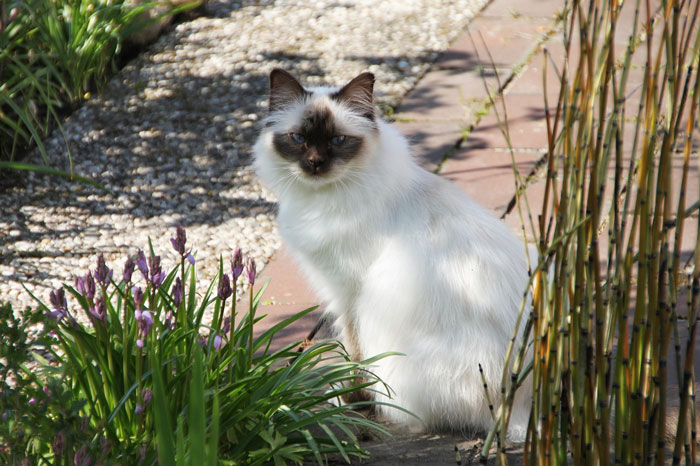 Birman cat sitting on the ground