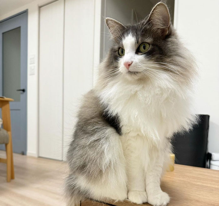 Norwegian Forest Cat sitting on the table