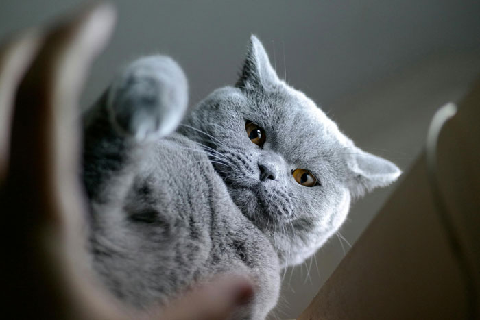 close up view of British Shorthair cat