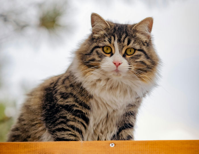 close up view of Siberian cat