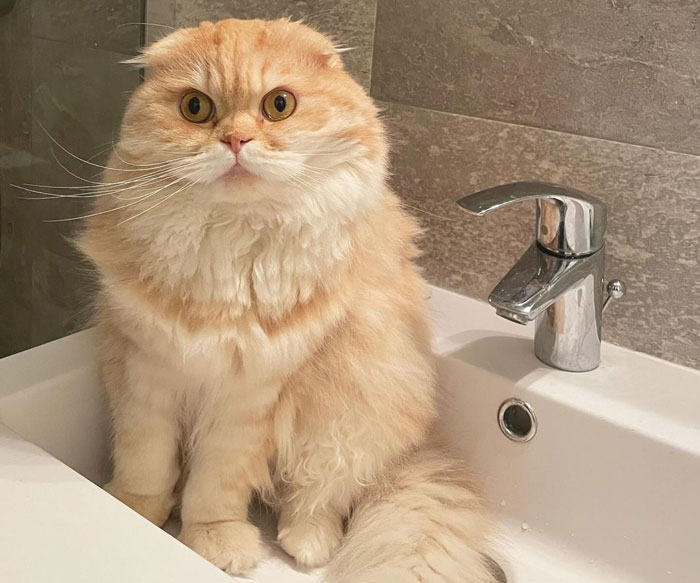 Highland Fold cat sitting in the sink