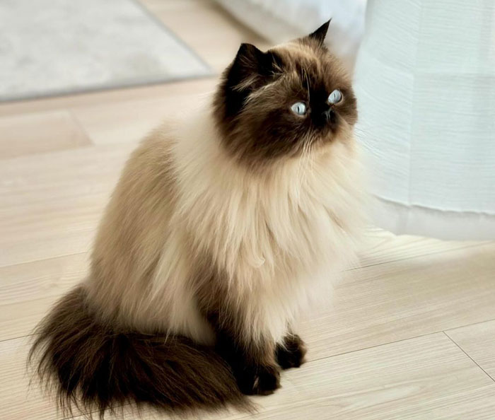 close up view of Himalayan cat