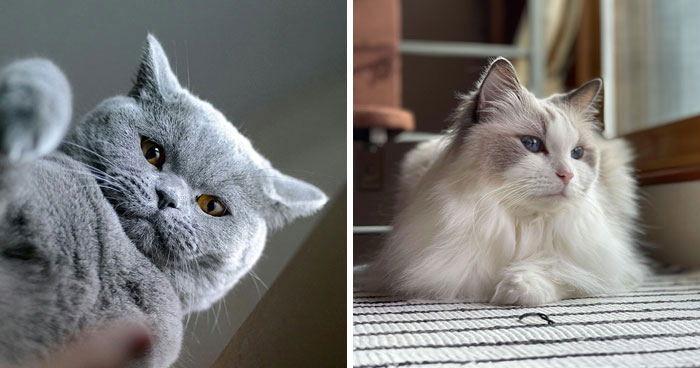 10 Fluffy Cat Breeds – Explore the Softest Feline Friends Today!