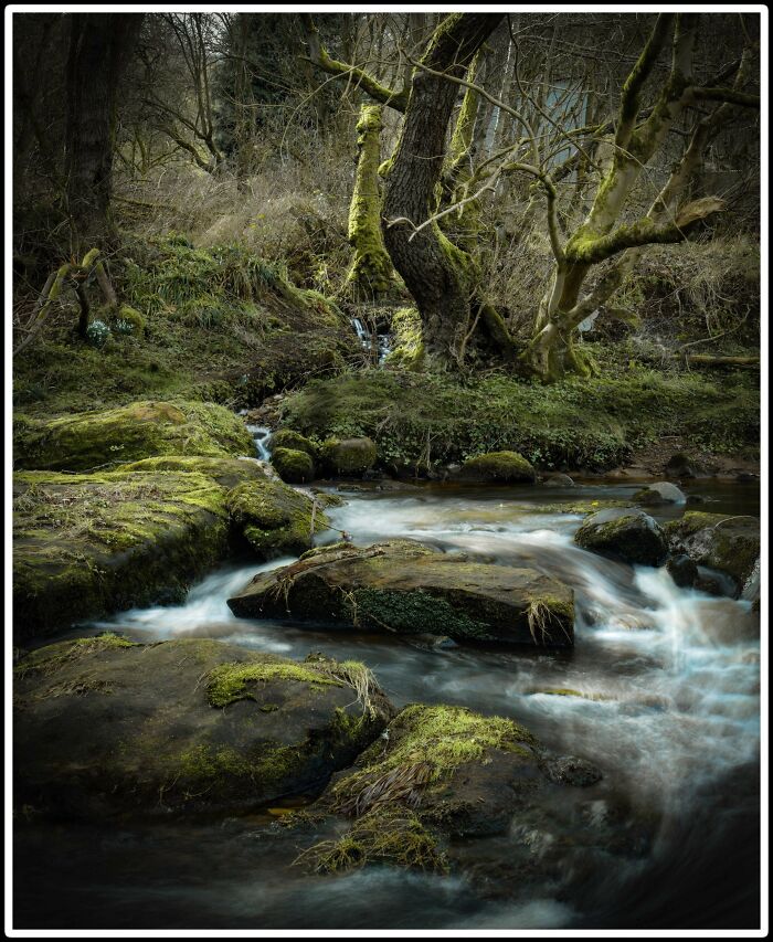 Fairie Forest