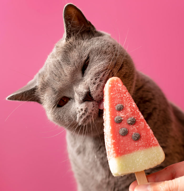 close up view of the cat licking the ice-cream