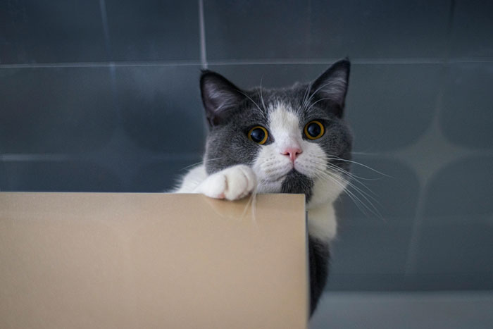 close up view of a cat near the table