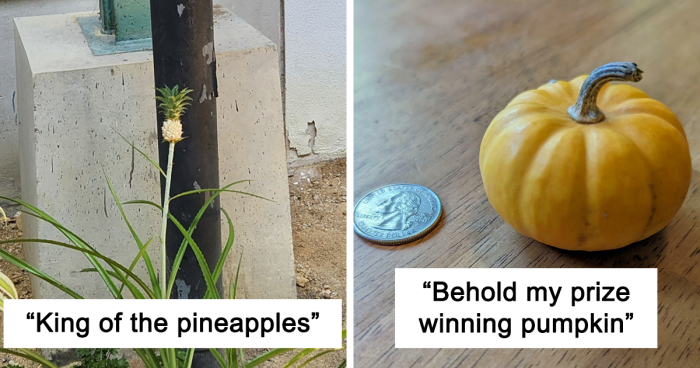 52 Times People Tried Their Hand At Gardening And Failed Miserably (New Pics)