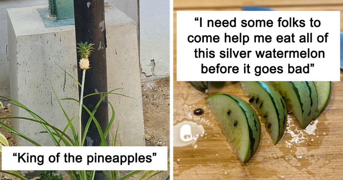 52 Photos Showing People’s Humorous Attempts At Growing Their Own Food (New Pics)