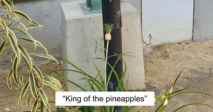 30 Hilarious Posts Of People Trying To Grow Their Own Food And Failing (New Pics)