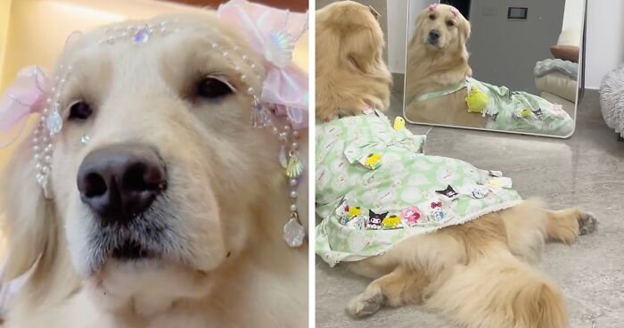 Golden Retriever Tries On Different Outfits And Her Reaction Is Behind Precious